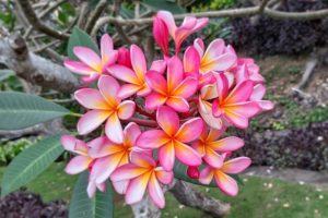 bali garden frangipani