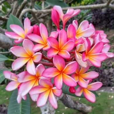 FRANGIPANI – magický kvet z Bali