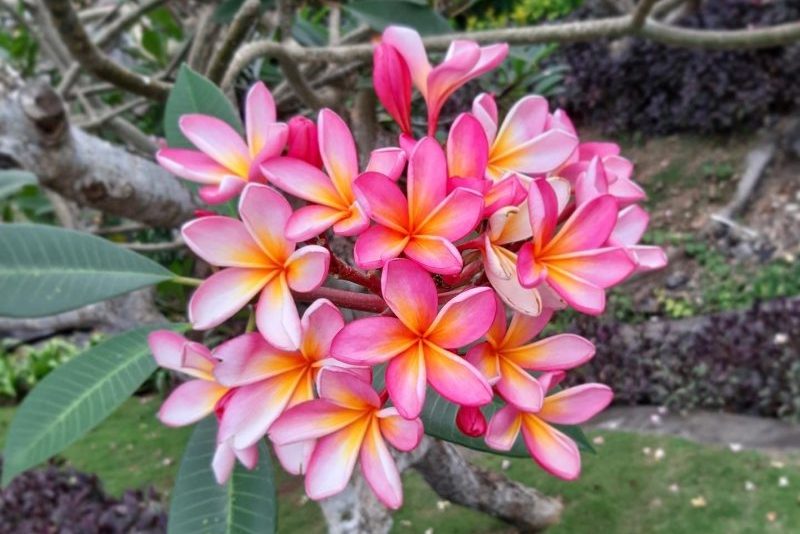 FRANGIPANI – magický kvet z Bali